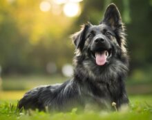 Acupuncture for Dogs: Veterinary and At Home Treatment