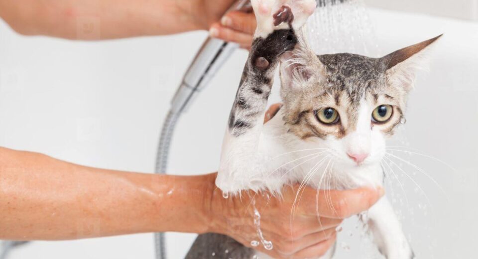If You Must Bathe Your Cat: 3 Best Cat Shampoo Products
