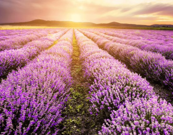 Beautify Your Life With Spanish Lavender: Planting Spanish Lavender and 2 Great Lavender Products to Try At Home
