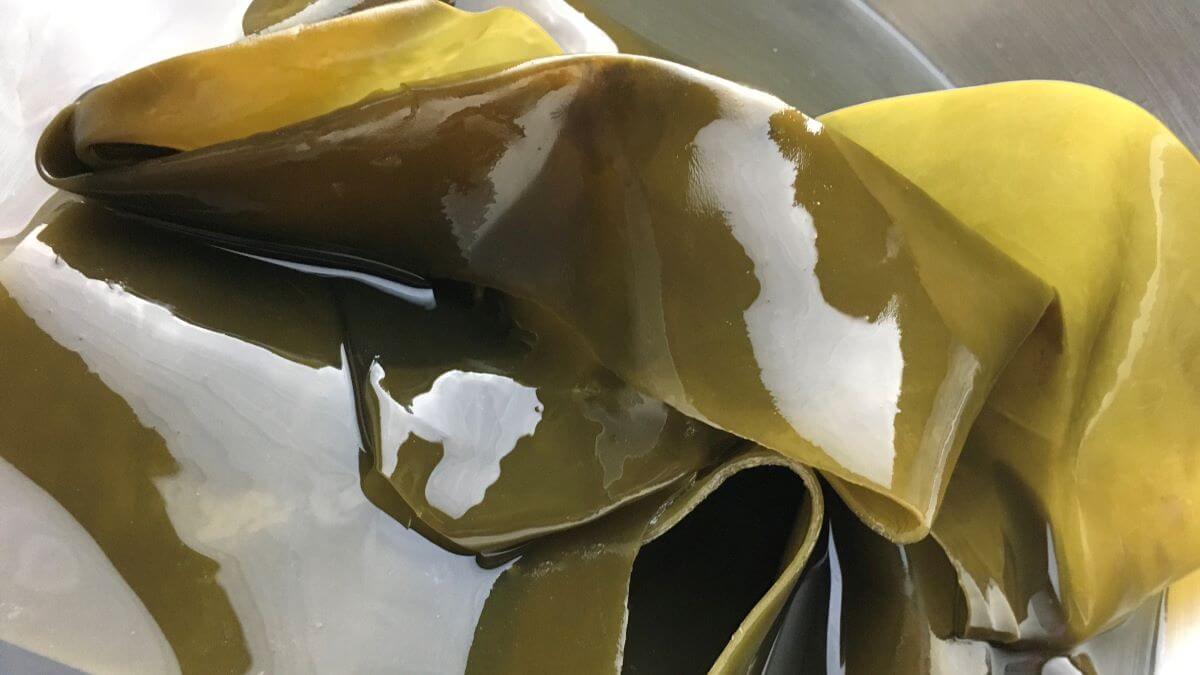 Atlantic Dulse The Premier Seaweed Superfood That Tastes Mildly Like Bacon TheWellthieone