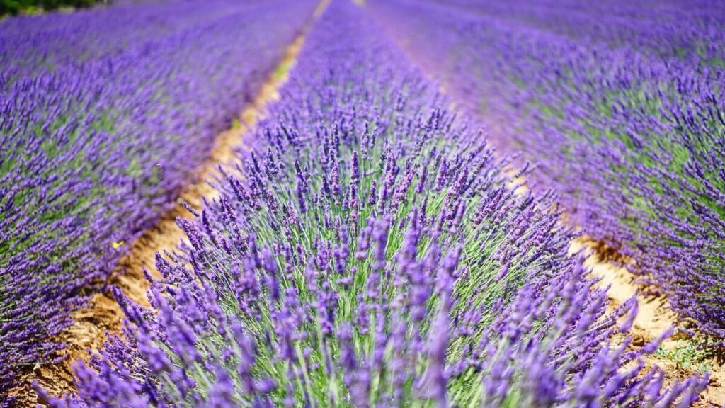 Beautify Your Life With Spanish Lavender Planting Spanish Lavender and