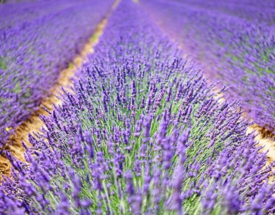 Beautify Your Life With Spanish Lavender Planting Spanish Lavender and 2 Great Lavender Products to Try At Home
