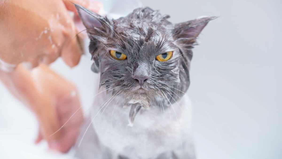 If You Must Bathe Your Cat 3 Best Cat Shampoo Products