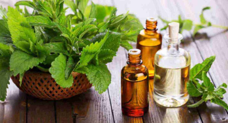 Health Benefits of Peppermint Oil Instead of Gum: 2 Best Food Grade Peppermint Oil Products to Try
