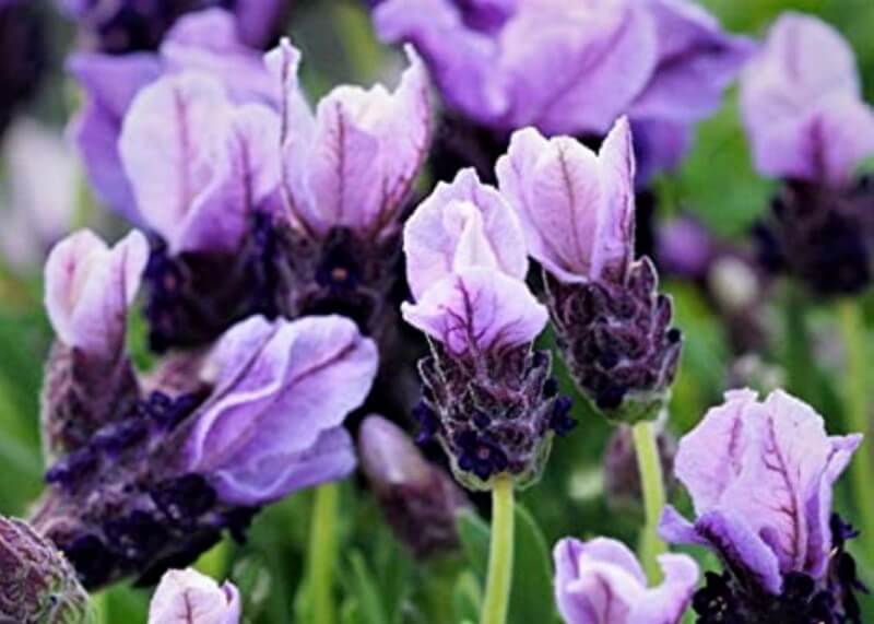 Spanish Lavender, Lavandula Bandana Purple Starter Plant