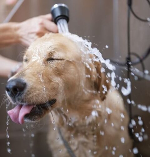 3 Best Dry Dog Shampoo Options - How To Bathe A Dog In Minutes TheWellthieone