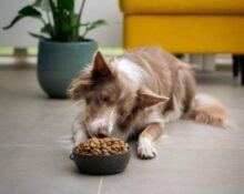 10 Reasons Why Freeze-Dried Raw Dog Food Is Pawsome for Your Furry Bestie!