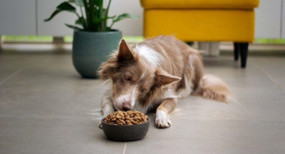 10 Reasons Why Freeze-Dried Raw Dog Food Is Pawsome for Your Furry Bestie!