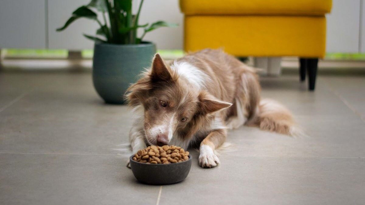 10 Reasons Why Freeze-Dried Raw Dog Food Is Pawsome for Your Furry Bestie!