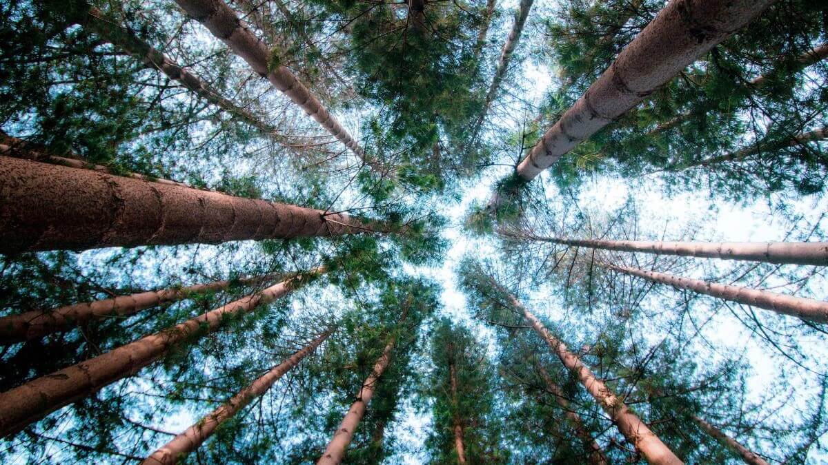 Stop the Itching & Flaking Of Psoriasis With Natural Pine Tar Soap