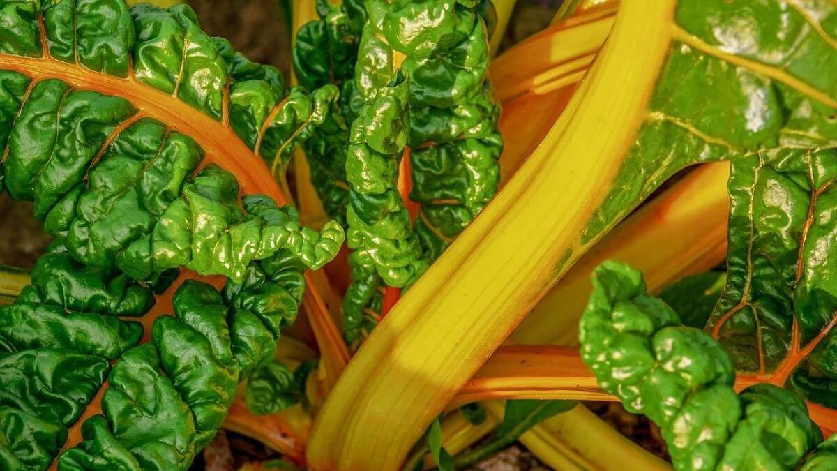 The Best Ox Bile Supplement for Liver Support and Detox TheWellthieone