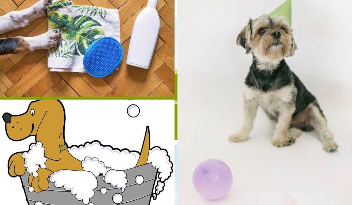 How to Bathe A Dog In Minutes Using 3 Vet Tested & Approved Natural Dry Dog Shampoos Thewellthieone