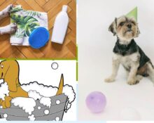 How to Bathe A Dog In Minutes Using 3 Vet Tested & Approved Natural Dry Dog Shampoos Thewellthieone