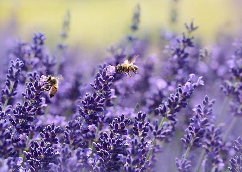 Lavender is a winning natural and clean scent that most enjoy. 