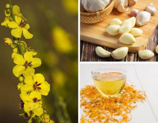 Garlic Mullein Oil Is the Key for Healing Earaches Fast! Your Questions Answered