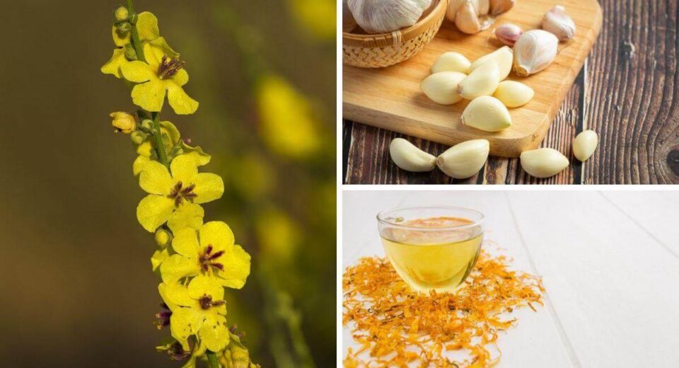 Garlic Mullein Oil Is the Key for Healing Earaches Fast! Your Questions Answered