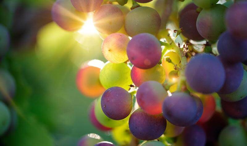 A serving of grapes contains about 0.1 milligrams of CoQ10, while still better than nothing, you can eat them as well as supplement with CoQ10 to get more.