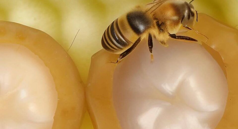 Unleashing the Power of Royal Jelly Honey: A Comprehensive Guide