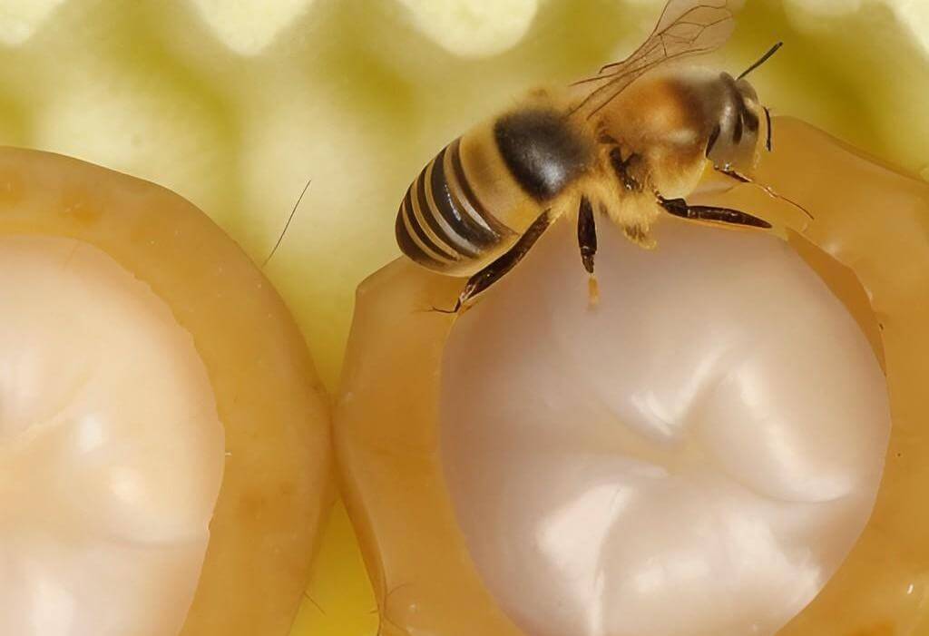 Unleashing the Power of Royal Jelly Honey: A Comprehensive Guide