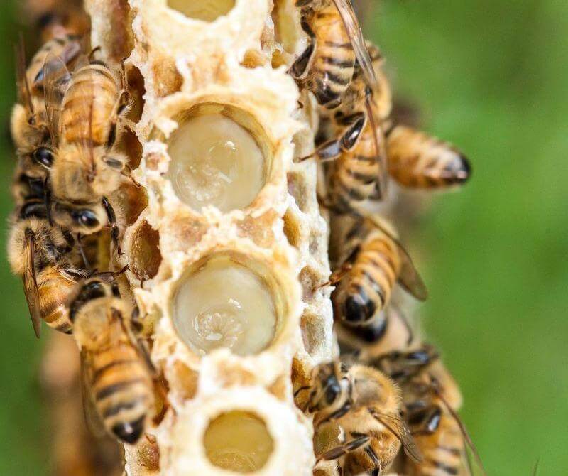 Developing bee larvae surrounded by nutrient rich royal jelly nourishes them as they grow. 