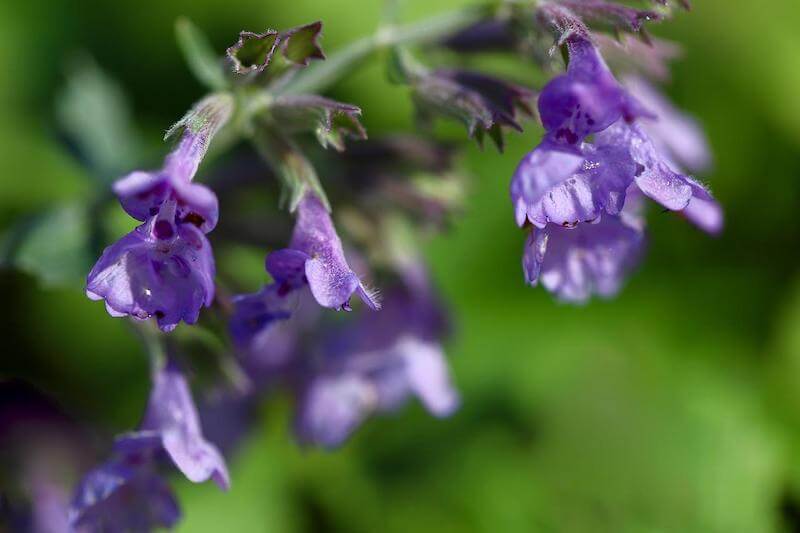 Beautiful purple blooms on a catnip plant can delight your garden.