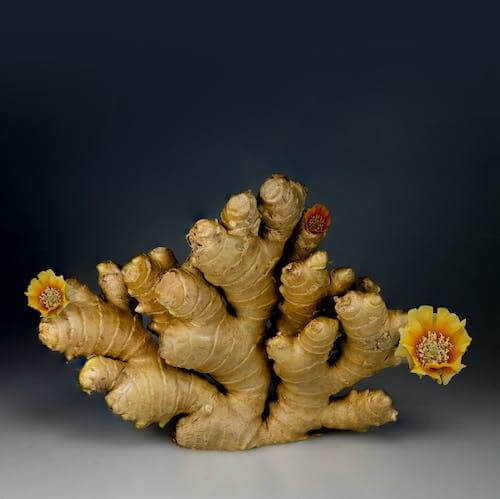 Ginger is a warm herb that increases metabolism among contributing to many other health benefits. 
