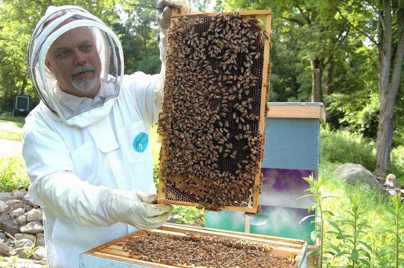 Honey is collected by beekeepers from beehives.