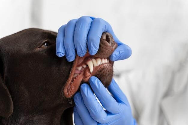 This dog has healthy teeth, with little to no yellow, hard tartar buildup. Diet plays a key role in health teeth. 