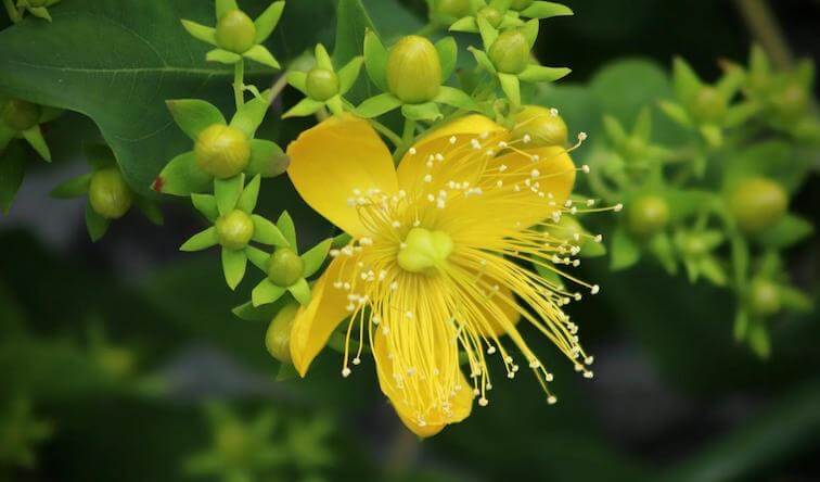 The St. John's Wort extract is sourced from the Hypericum perforatum plant. 