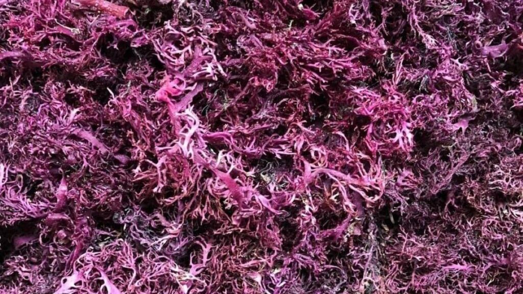 1 Pound Purple Natural Grown Sea Moss TheWellthieone