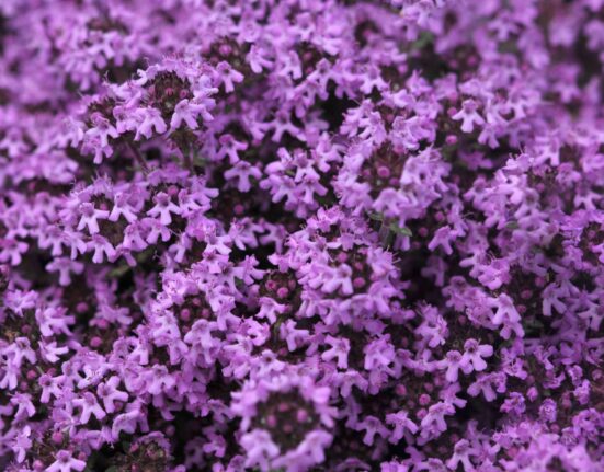 10 Amazing Benefits of Planting Red Creeping Thyme In Your Garden TheWellthieone