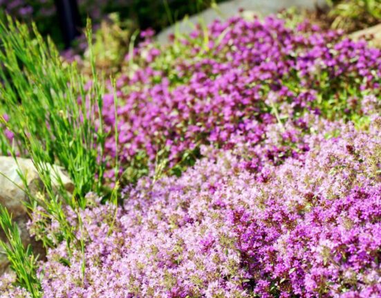 10 Amazing Benefits of Planting Red Creeping Thyme In Your Garden
