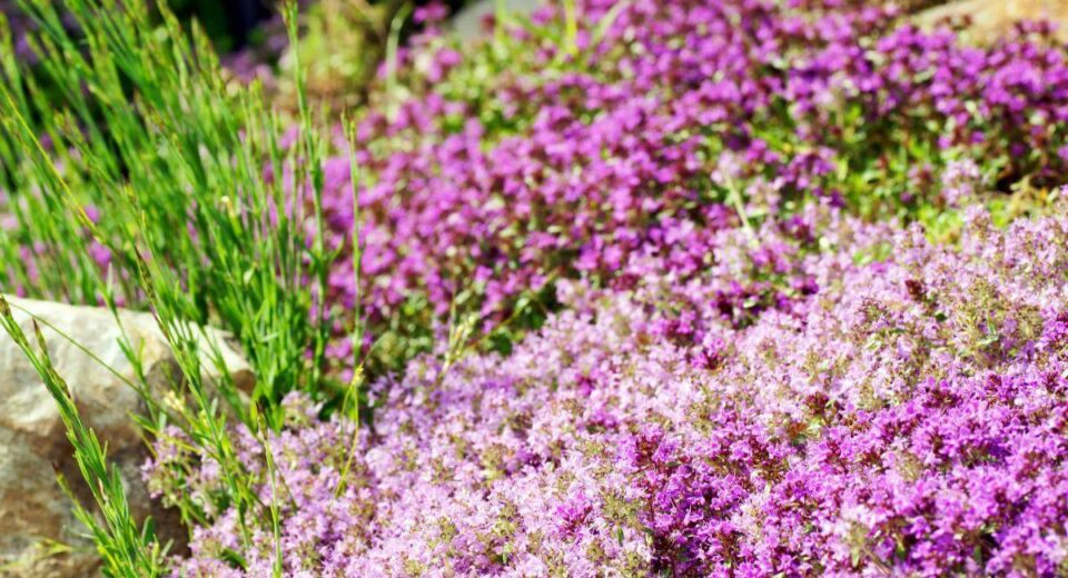 10 Amazing Benefits of Planting Red Creeping Thyme In Your Garden