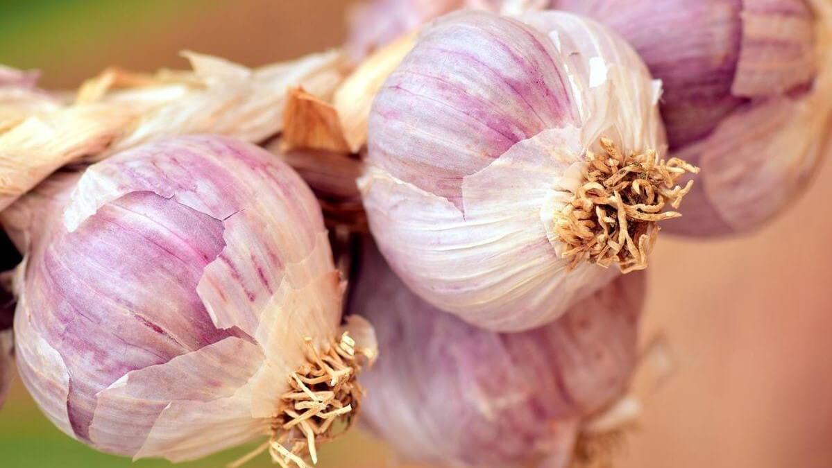Eat Purple Garlic Today and Be Healthier Tomorrow TheWellthieone