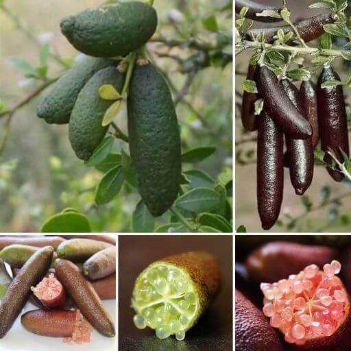 Finger Limes Description, Taste, Uses, and Recipes TheWellthieone