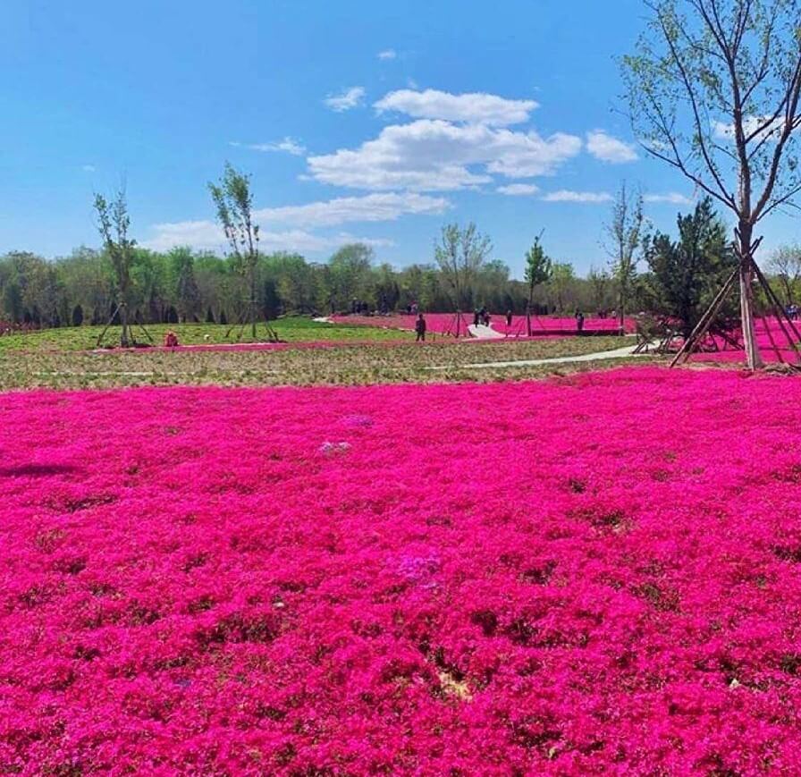 Thyme Seeds - 2000 Mix Red Creeping TheWellthieone