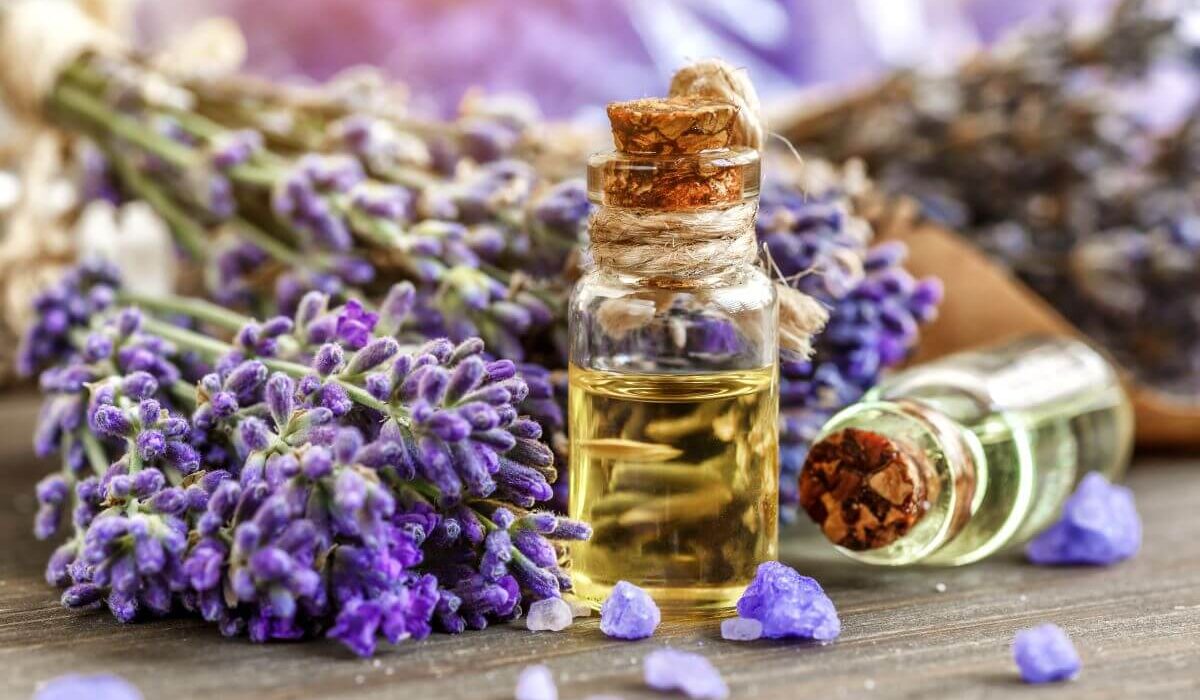 How To Stop Itching From Bug Bites - Lavender Essential Oil Is All you Need! TheWellthieone