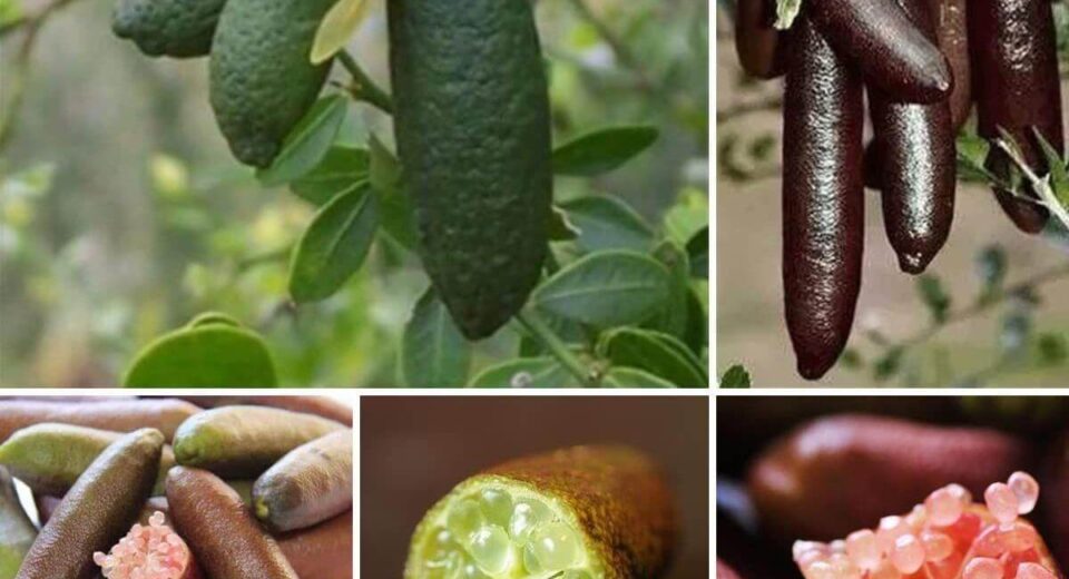 Finger Lime Seeds|50 Mix Color Rare Finger Limes Citrus