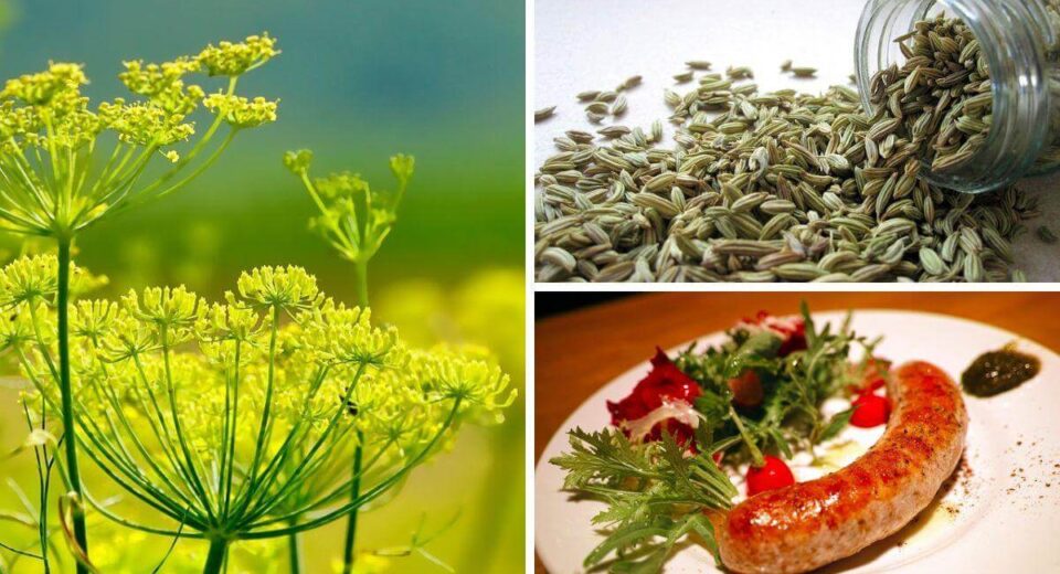 The History, Flavor, Benefits – Discover Why Ground Fennel Is A Must Try Ingredient! 