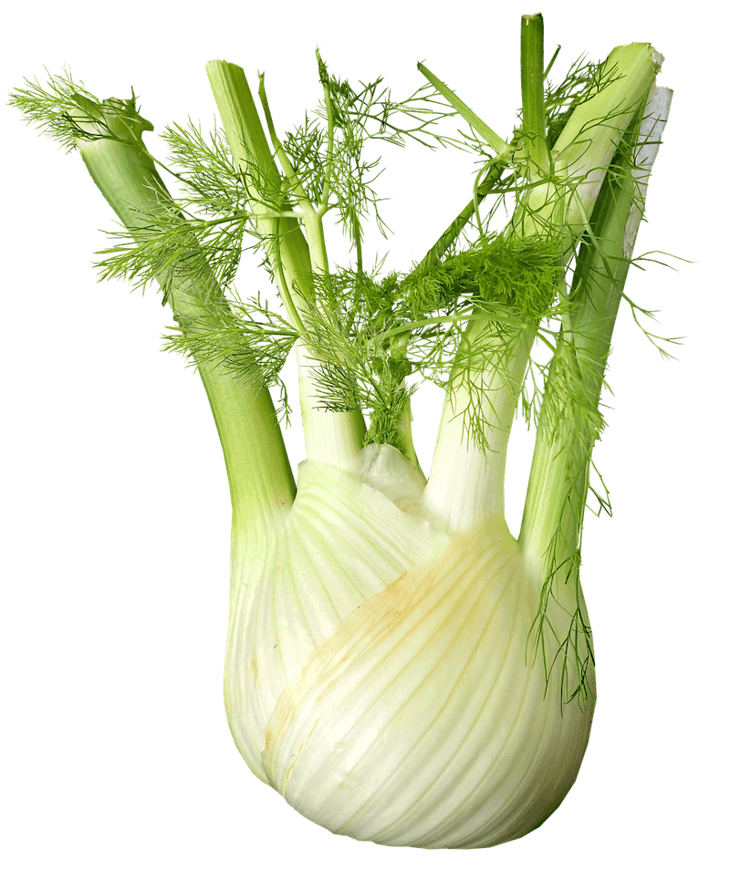 Florence fennel, the variety eaten as a vegetable, was not developed until the 17th century in Italy.