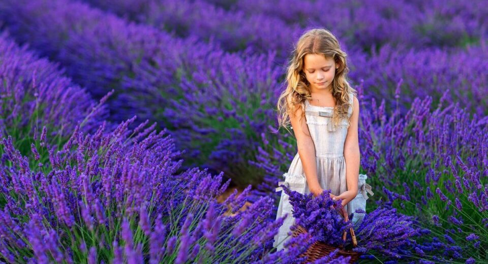 History, Uses & Spanish Lavender Care in Your Garden TheWellthieoen