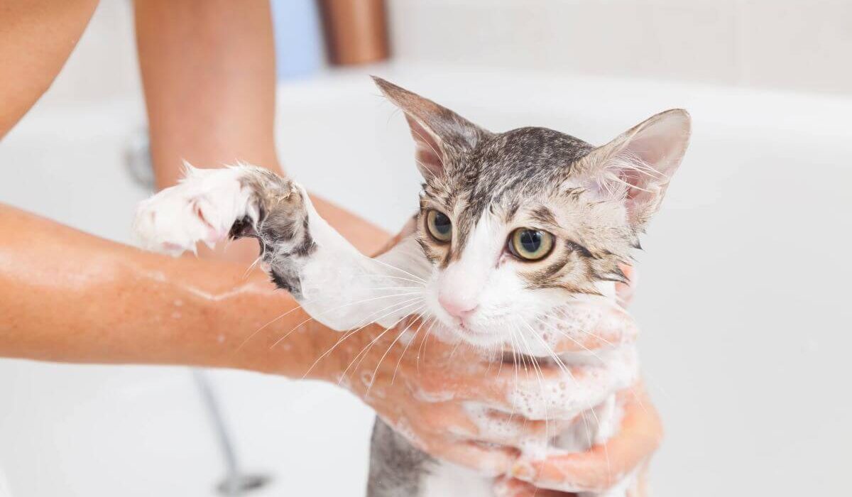 3 Benefits of Using Dry Shampoo for Cats TheWellthieone