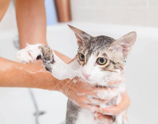 3 Benefits of Using Dry Shampoo for Cats TheWellthieone