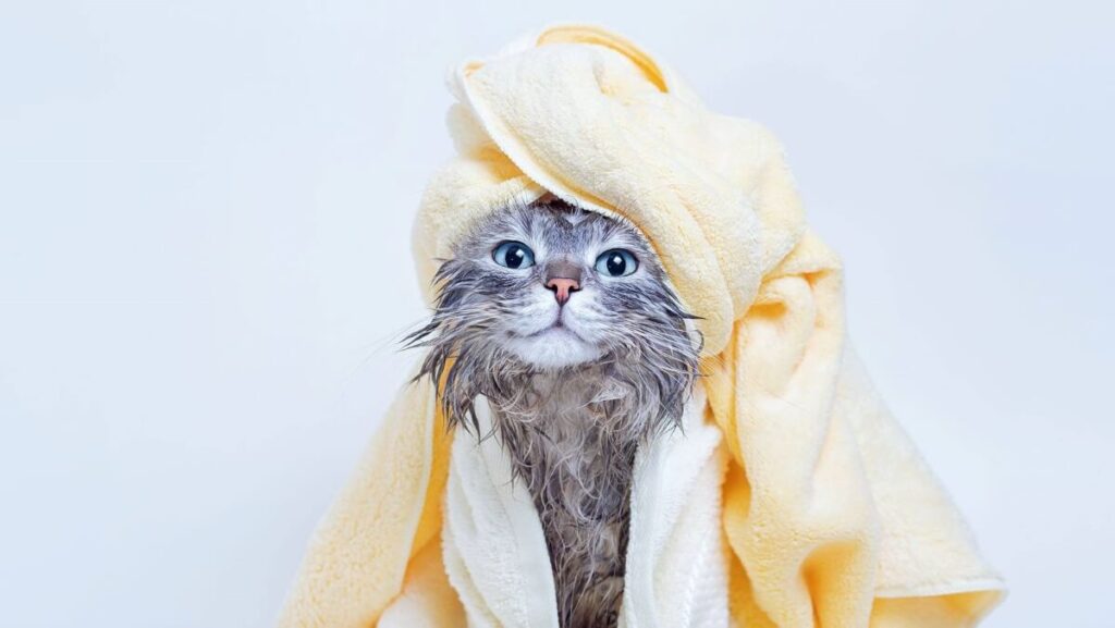 3 Benefits of Using Dry Shampoo for Cats TheWellthieone