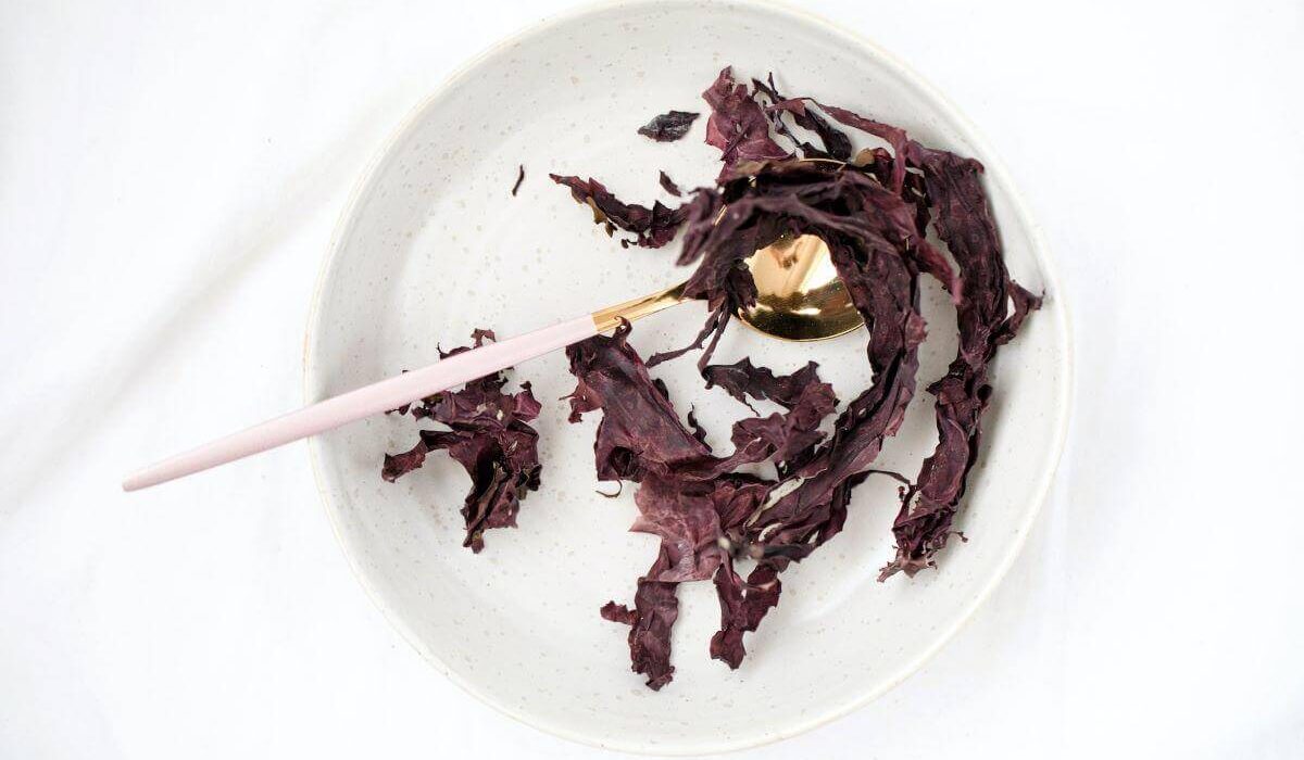 Atlantic Dulse - A Delightfully Nutritious Seaweed You'll Love TheWellthieone