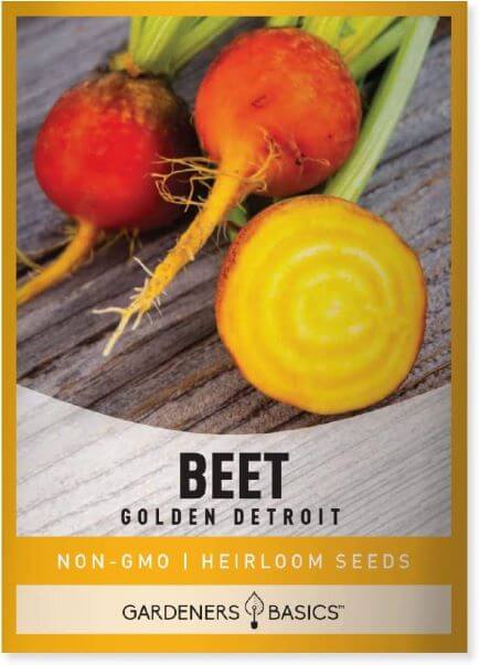 Beet Seeds for Planting Golden Detroit Heirloom TheWellthieone