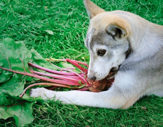 Can Dogs Eat Beets The Verdict is In! TheWellthieone (1)