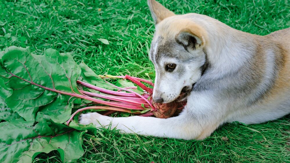 Can Dogs Eat Beets The Verdict is In! TheWellthieone (1)
