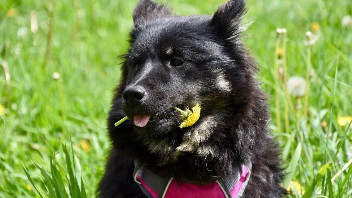 Can Dogs Eat Dandelions The Health Benefits of Dandelions For Dogs TheWellthieone