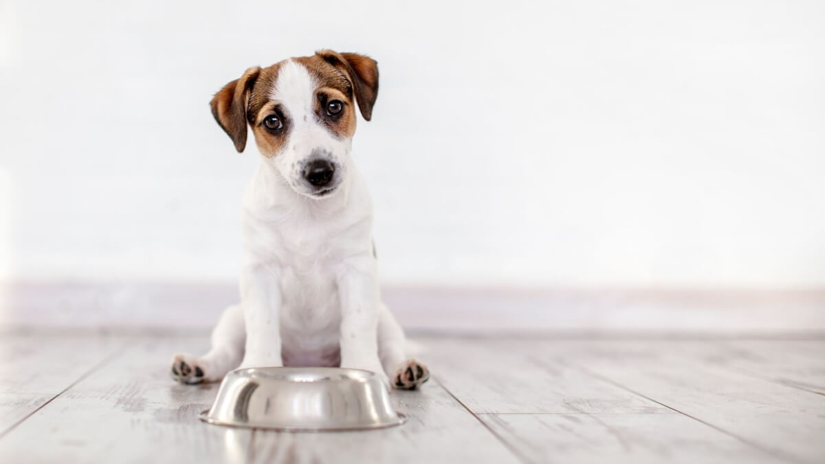 Can Dogs Eat Quinoa TheWellthieone